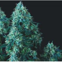 Black Cherry Punch Regular (x7)